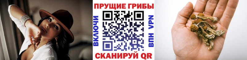 Купить закладки  Луховицы  Псилоцибиновые грибы прущие грибы 